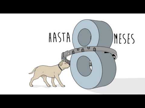 Collar Antiparasitario Seresto