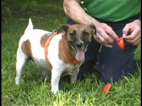 Botas de Goma PawZ Talla Small