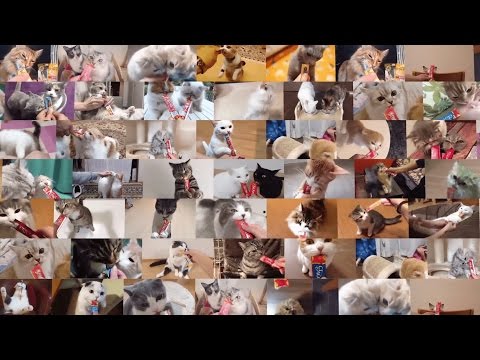 Snack Churu Atún y Ostiones para Gatos