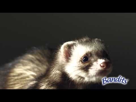 Snacks Premium "Bandits" para Hurón