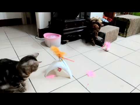 Juguete Interactivo "Wobble Feather" Pet Droid 