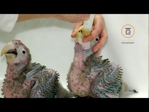 Papilla de Crianza "Tropican" para Loros 