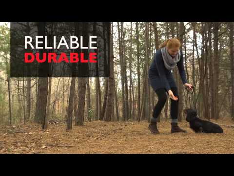 Correa CUJO™ 40" Absorción de Tirones EzyDog - Azul