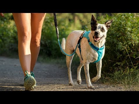 Arnés Ligero "Hi & Light" Ruffwear - XS: Pecho 43-56 cm / Twilight Gray