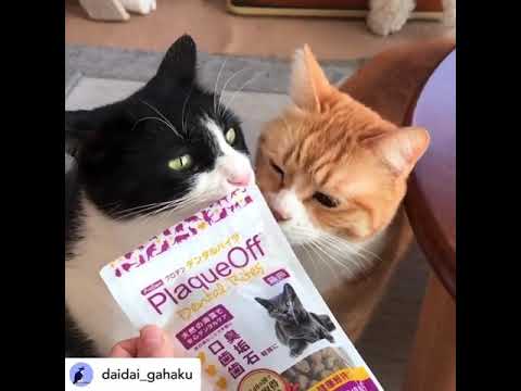 Cuidado Dental Proden PlaqueOff® Croq Bites Para Gatos