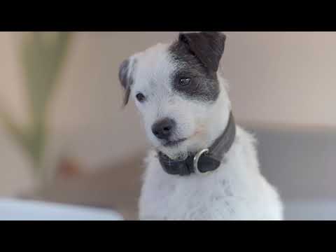 PlaqueOff Polvo Removedor de Sarro para Perros