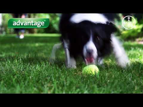 Advantage Pipeta Antipulgas para Gatos - Desde 4 a 8 kilos