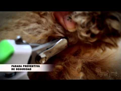 Corta uñas para Perros Andis