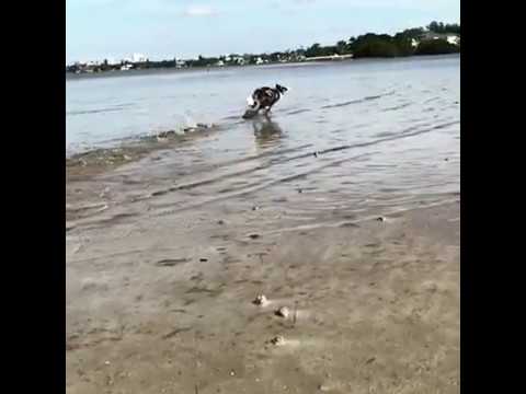 Disco Volador Suave para Perros Tall Tails