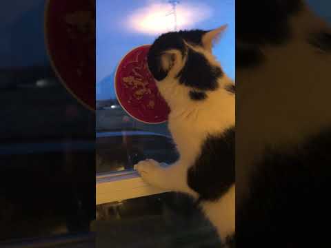 Plato "Lick Pad" para Alimento Húmedo de Gatos 