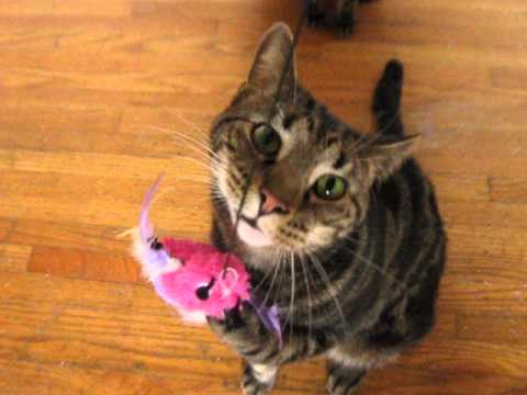 Caña de pescar KONG con Peluche