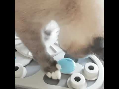 Nina Ottosson "Rainy Day" para Gatos