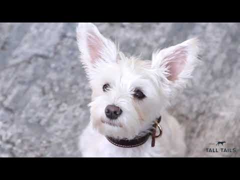 Langosta con Sonido Tall Tails