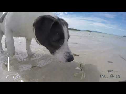 Peluche Sapo Animado Tall Tails