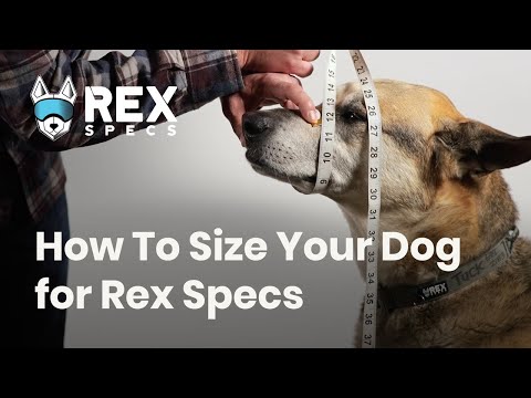 Rex Specs V2 Antiparra para Perros Ozark Orange - L