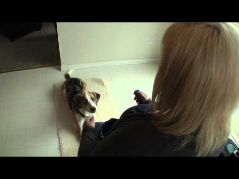 Clicker de Entrenamiento Click-R