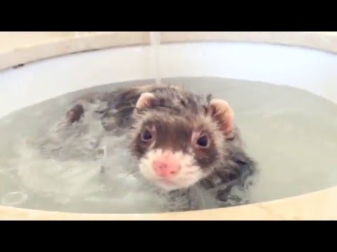 Shampoo "Tea Tree" para Hurón