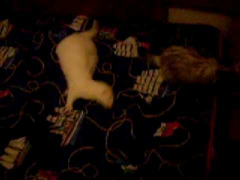 Furo-Tone Suplemento para Piel y Pelaje de Hurón