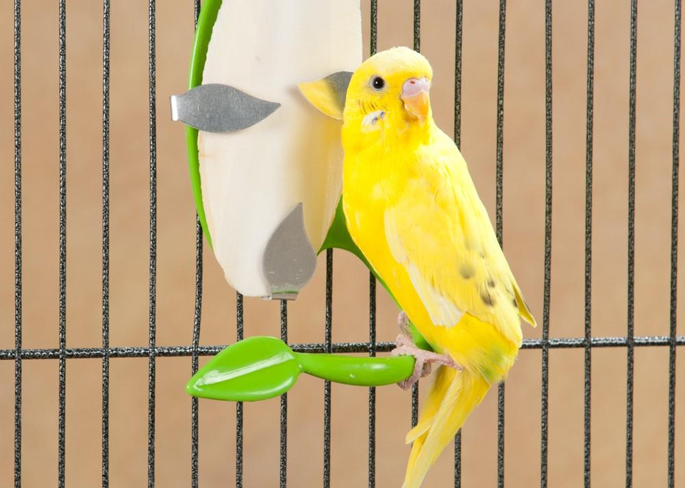 Hueso de Jibia Small