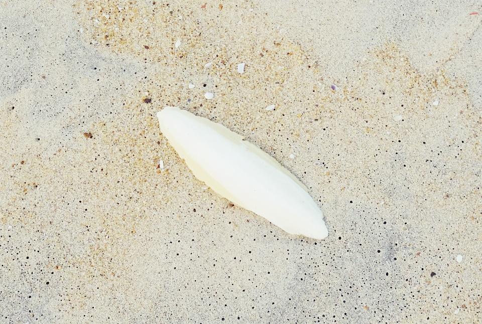 Hueso de Jibia Small