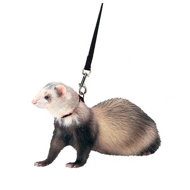 Marshall Arnés y Correa para Hurones - Morado