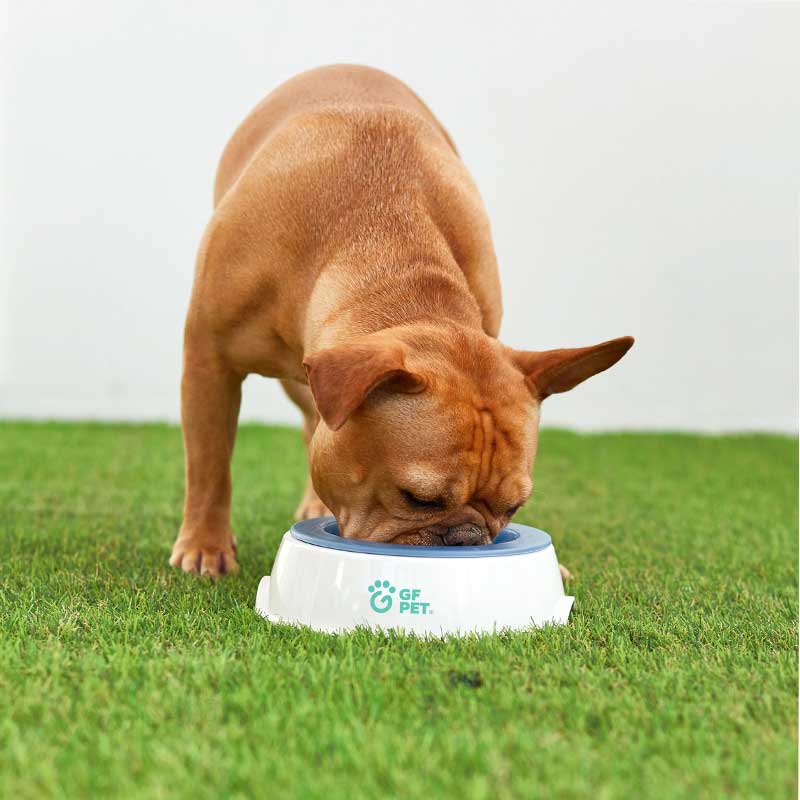 Ice Bowl GFPet para Mascotas