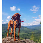 Juguete Vara Trenzada Café Tall Tails