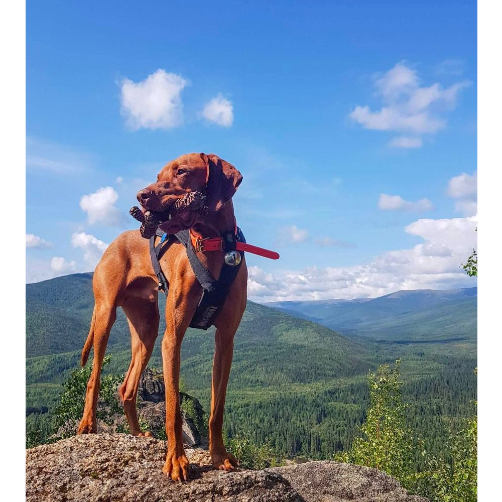 Juguete Vara Trenzada Café Tall Tails