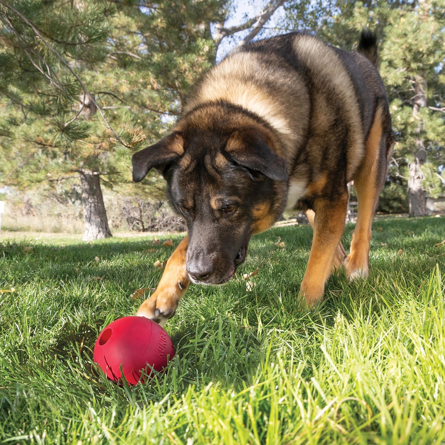 Kong Pelota Clásica para Perros de goma roja resistente, con abertura para premios y diseño duradero para juegos activos.