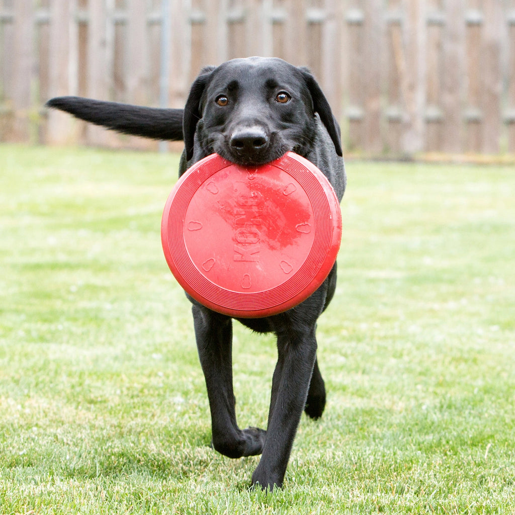 Kong Flyer Frisbee para Perros color rojo, disco flexible de goma resistente diseñado para lanzar, atrapar y jugar al aire libre.