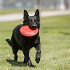 Kong Flyer Frisbee para Perros color rojo, disco flexible de goma resistente diseñado para lanzar, atrapar y jugar al aire libre.