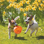 Pelota Kong "Jumbler Ball" con pelota de tenis interior visible, juguete interactivo para perros con asas integradas.