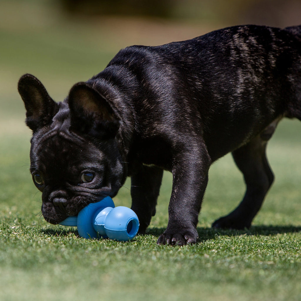 Juguete KONG Puppy Binkie azul con forma de chupete, fabricado en goma suave para cachorros en etapa de dentición.