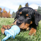 Juguete KONG Puppy Binkie azul con forma de chupete, fabricado en goma suave para cachorros en etapa de dentición.