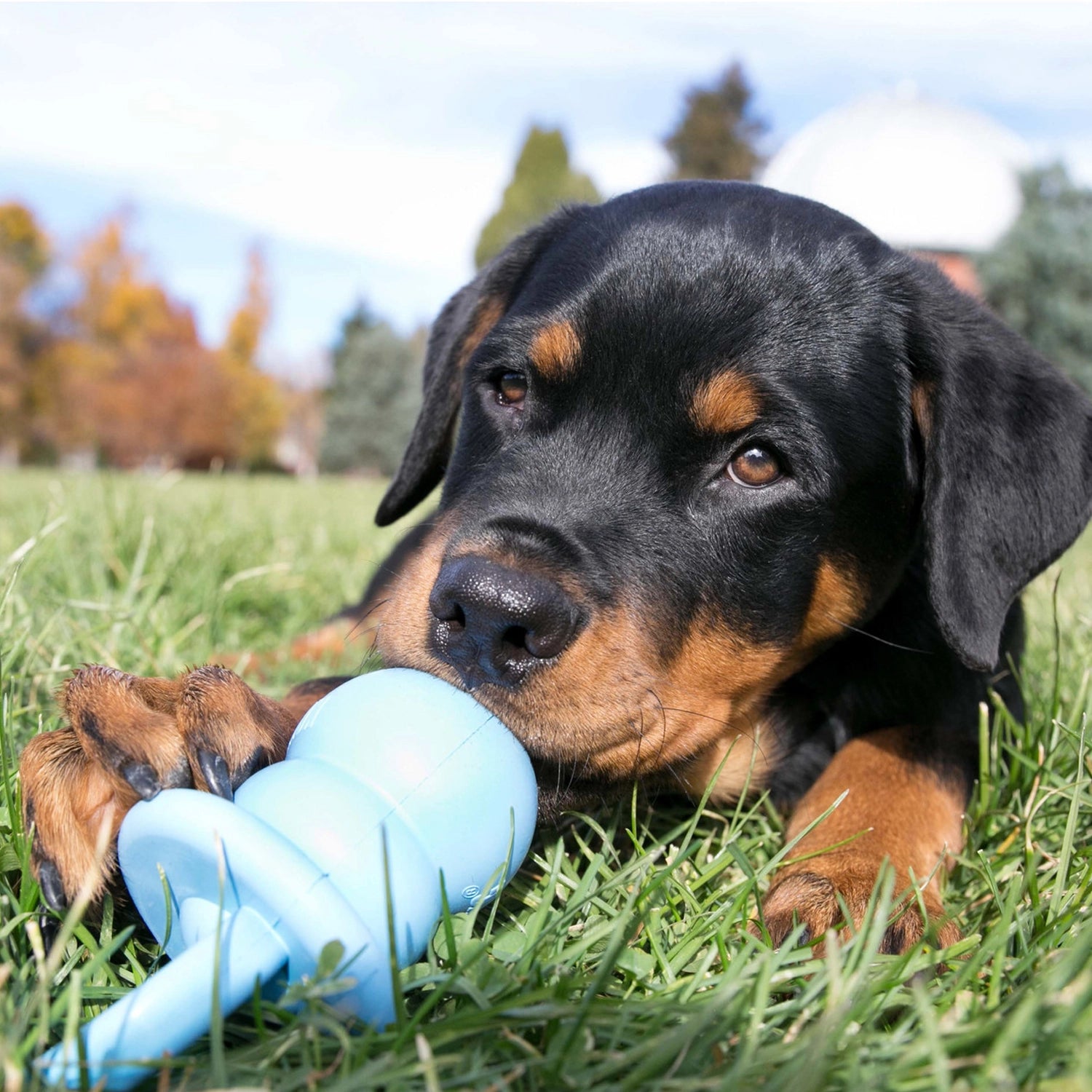Juguete KONG Puppy Binkie azul con forma de chupete, fabricado en goma suave para cachorros en etapa de dentición.