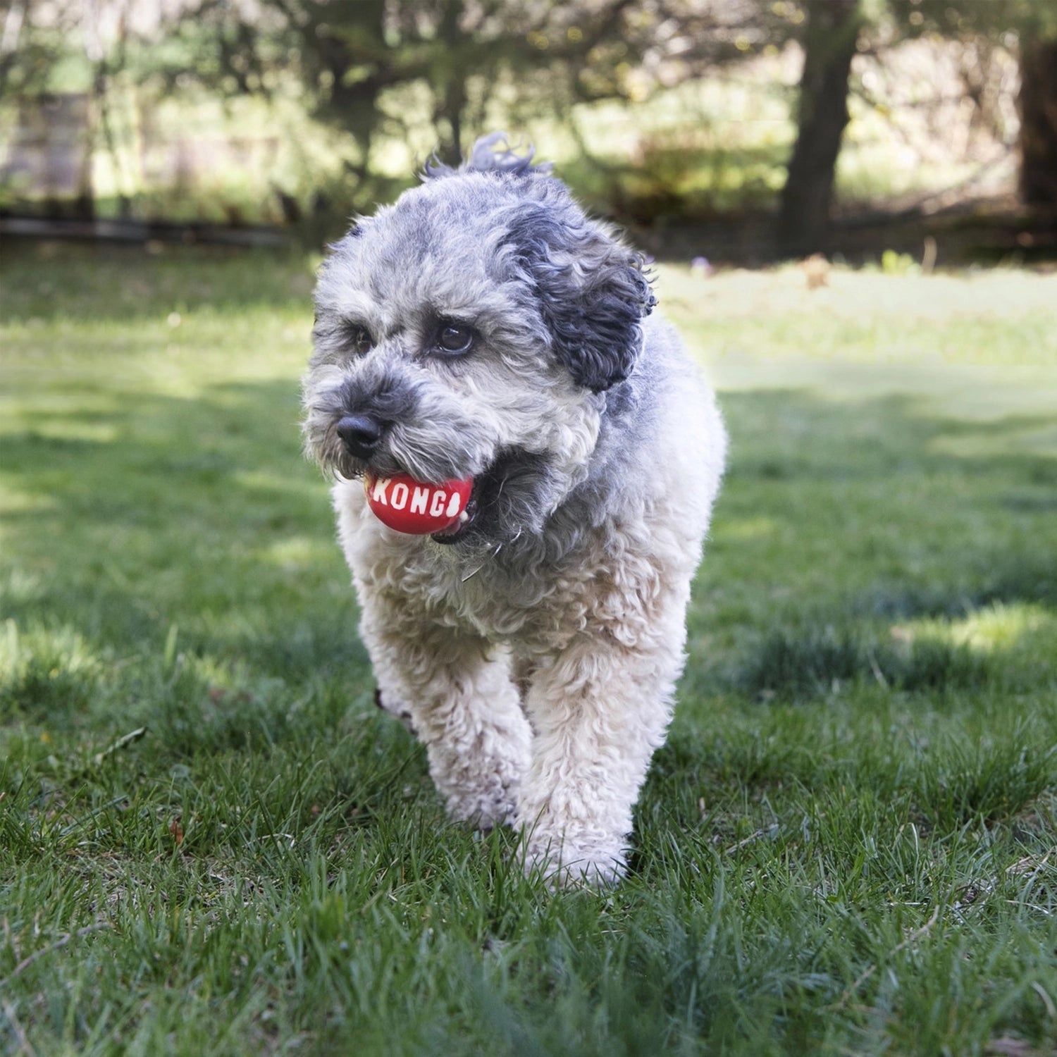 Pelota Kong "Signature" 2-Pack con dos pelotas rojas para perros, diseño resistente con sonido y empaque original KONG.