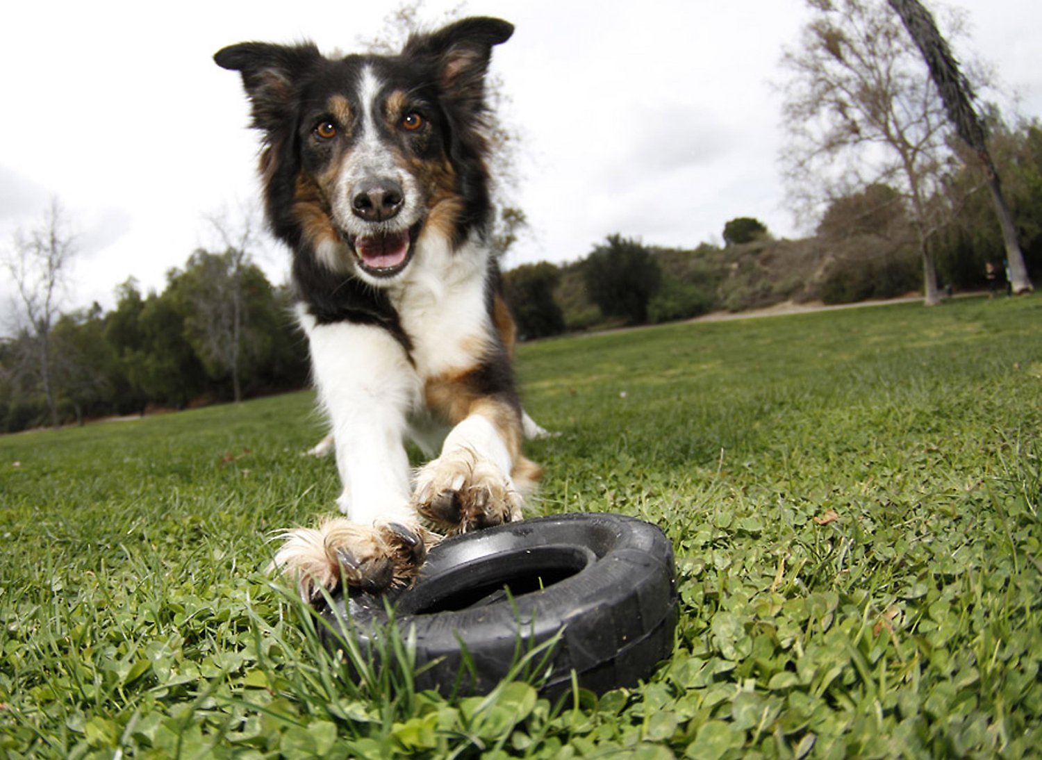 Juguete Neumático KONG "Tires" 