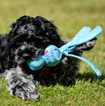 Juguete Kong Wubba Cachorro