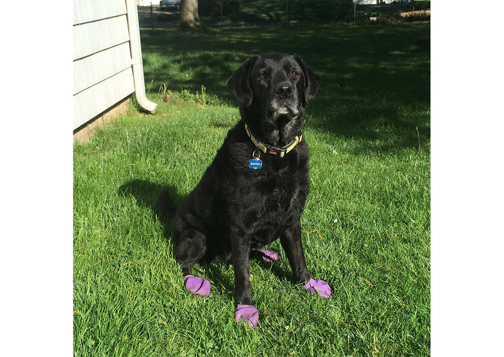 Botas de Goma PawZ Talla Large