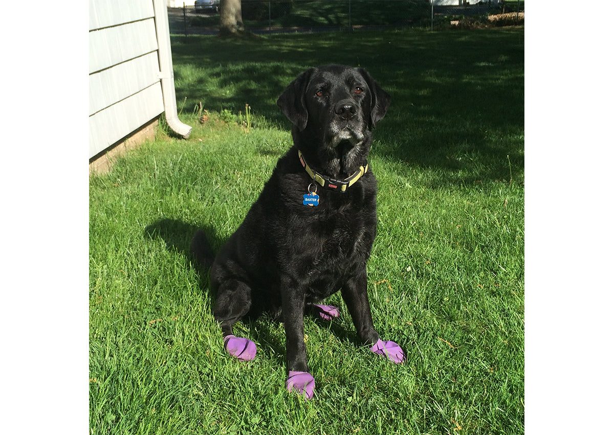 Botas de Goma PawZ Talla Large