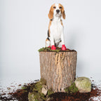 Botas de Goma PawZ Talla Small