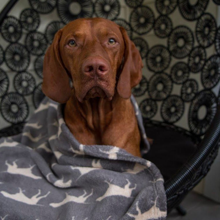 Manta para Mascotas "Grey Icon" Tall Tails