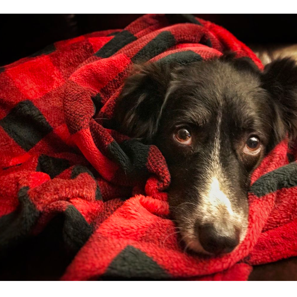 Manta para Mascotas "Hunter's Plaid" Tall Tails