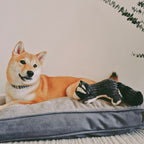 Peluche Mapache con Sonido Tall Tails