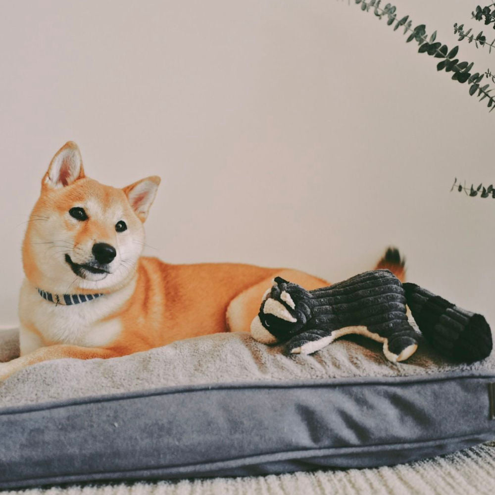 Peluche Mapache con Sonido Tall Tails