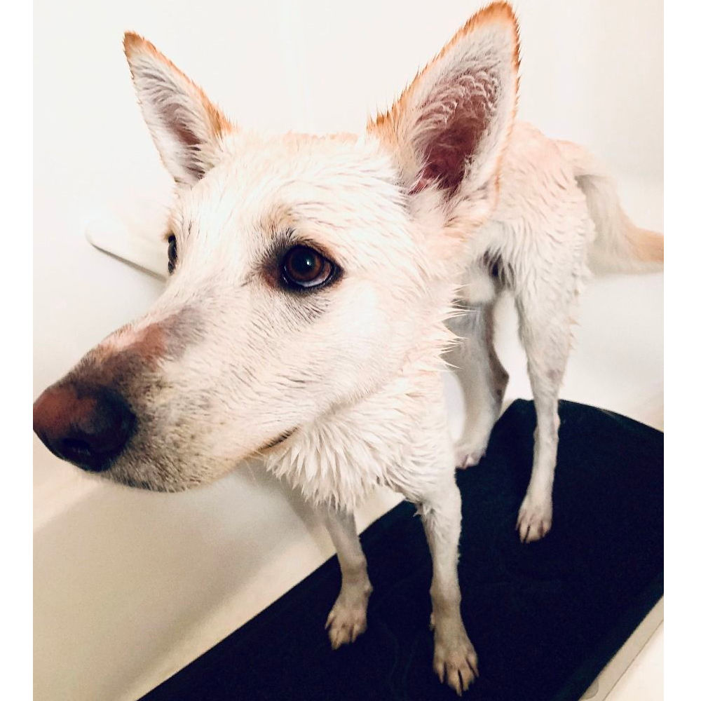 Mat para Ducha "Wet Paws" Tall Tails