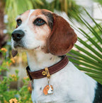 Placa Friends Perro "My Family" Beagle