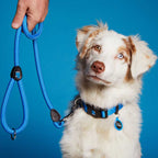 My Family Collar NFC Memopet para Perros Azul