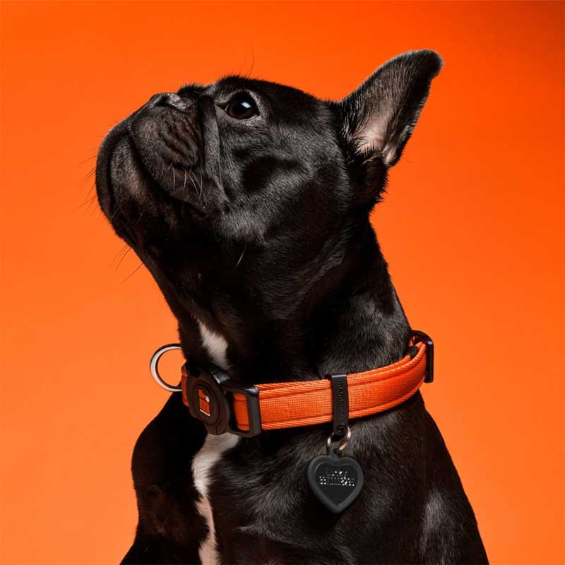 My Family Collar NFC Memopet para Perros Naranjo