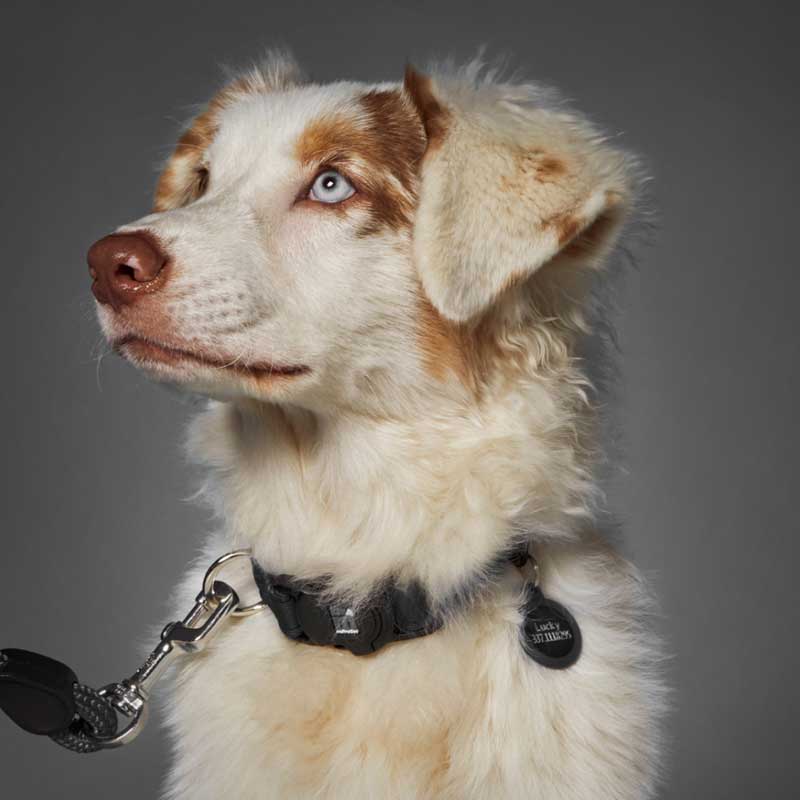 My Family Collar NFC Memopet para Perros Negro